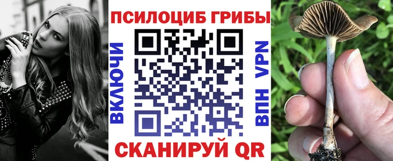 Галлюциногенные грибы Psilocybine cubensis  Абакан 
